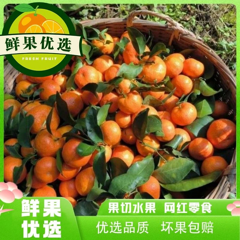 【沙糖桔甜蜜上市】广西砂糖橘 一份