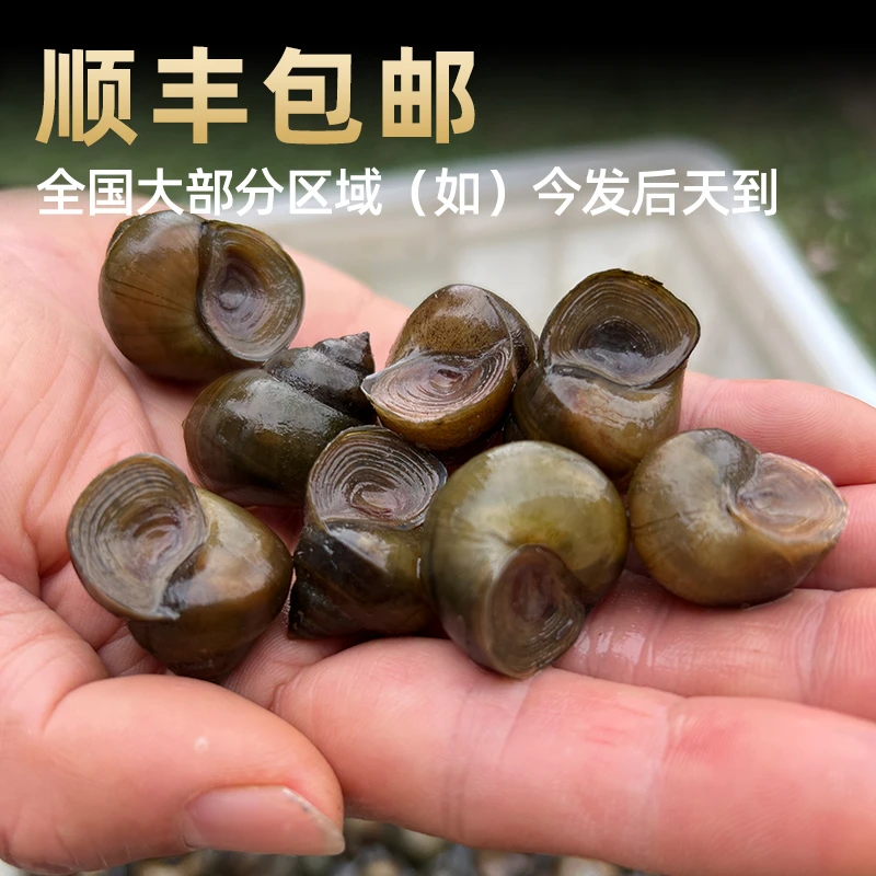 钓鱼脆螺5毛大小鲜活钓青鱼挂钩饵料薄皮田螺黑坑水库野钓黑鲩乌