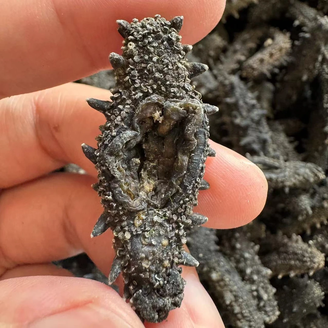 国标纯淡干海参【粉丝特价福利】