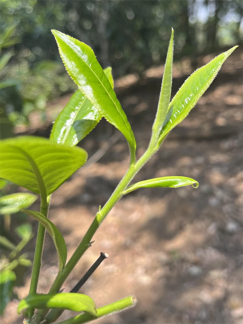 【复顺和】616号千岁红普洱红茶【通用链接实际以直播间为主】