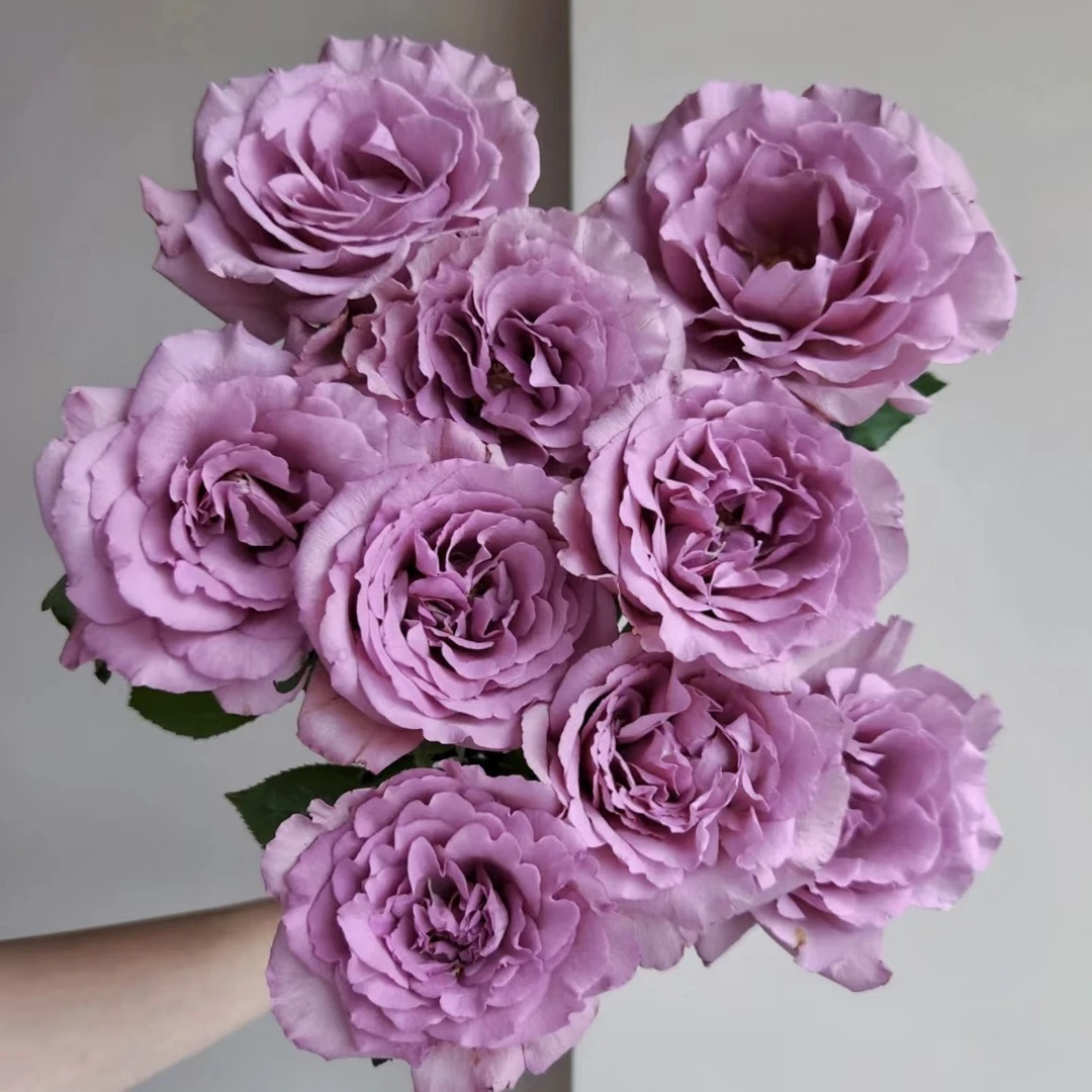 【暮光之城玫瑰】鲜切水养插花云南基地直发