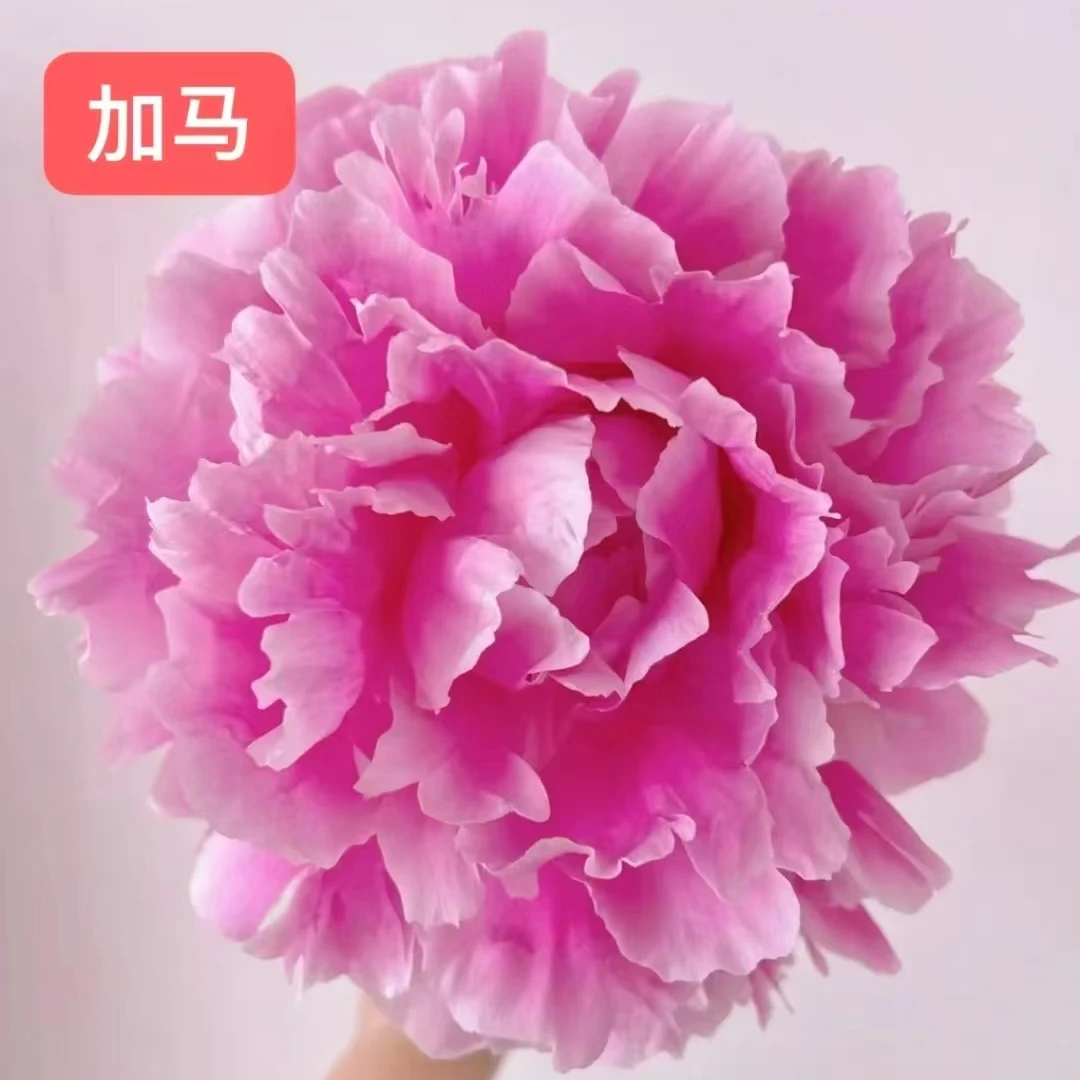 芍药【伽马】菏泽直发秋天发苗