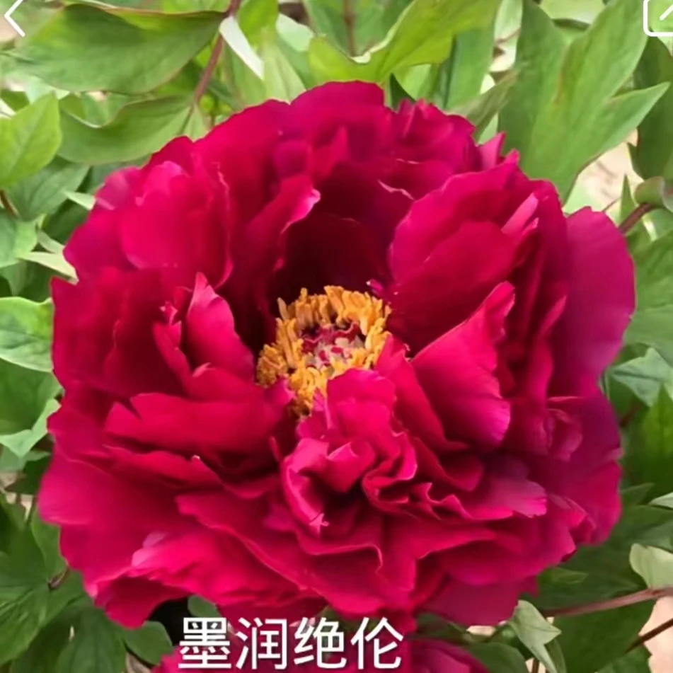 【墨润绝伦】牡丹6个枝条先发肥料秋天发苗