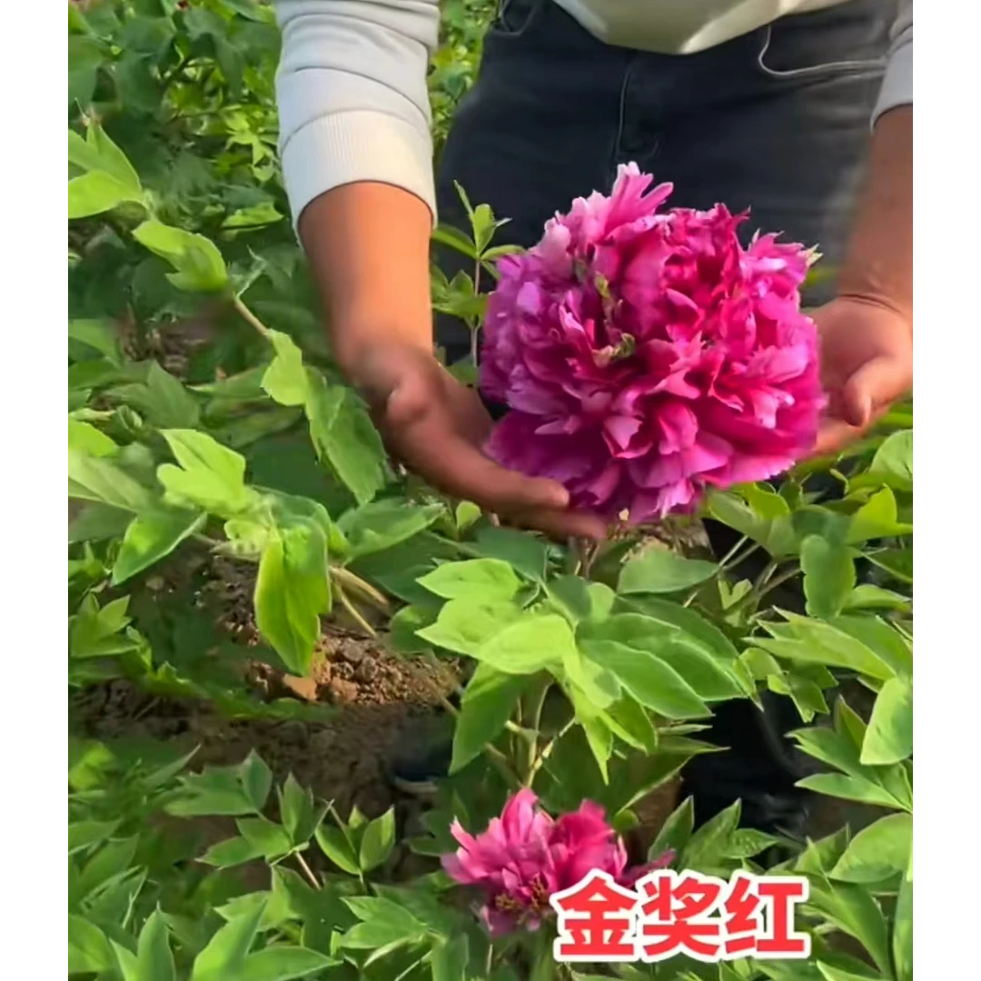 牡丹【金奖红】六个枝条以上法货先发肥料