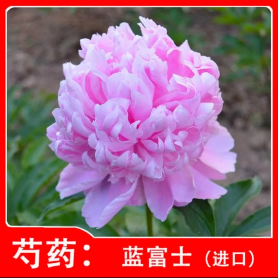 【蓝富士】进口蓝色系芍药 秋天发苗