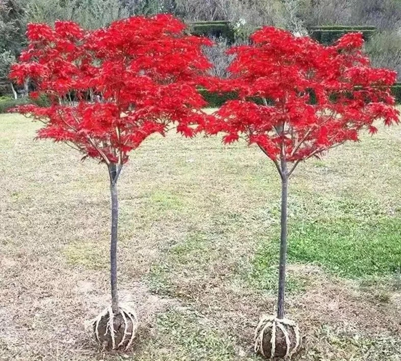 庭院三季红大树日本红枫中国红地载室外石楠花紫云英紫薇树枫树