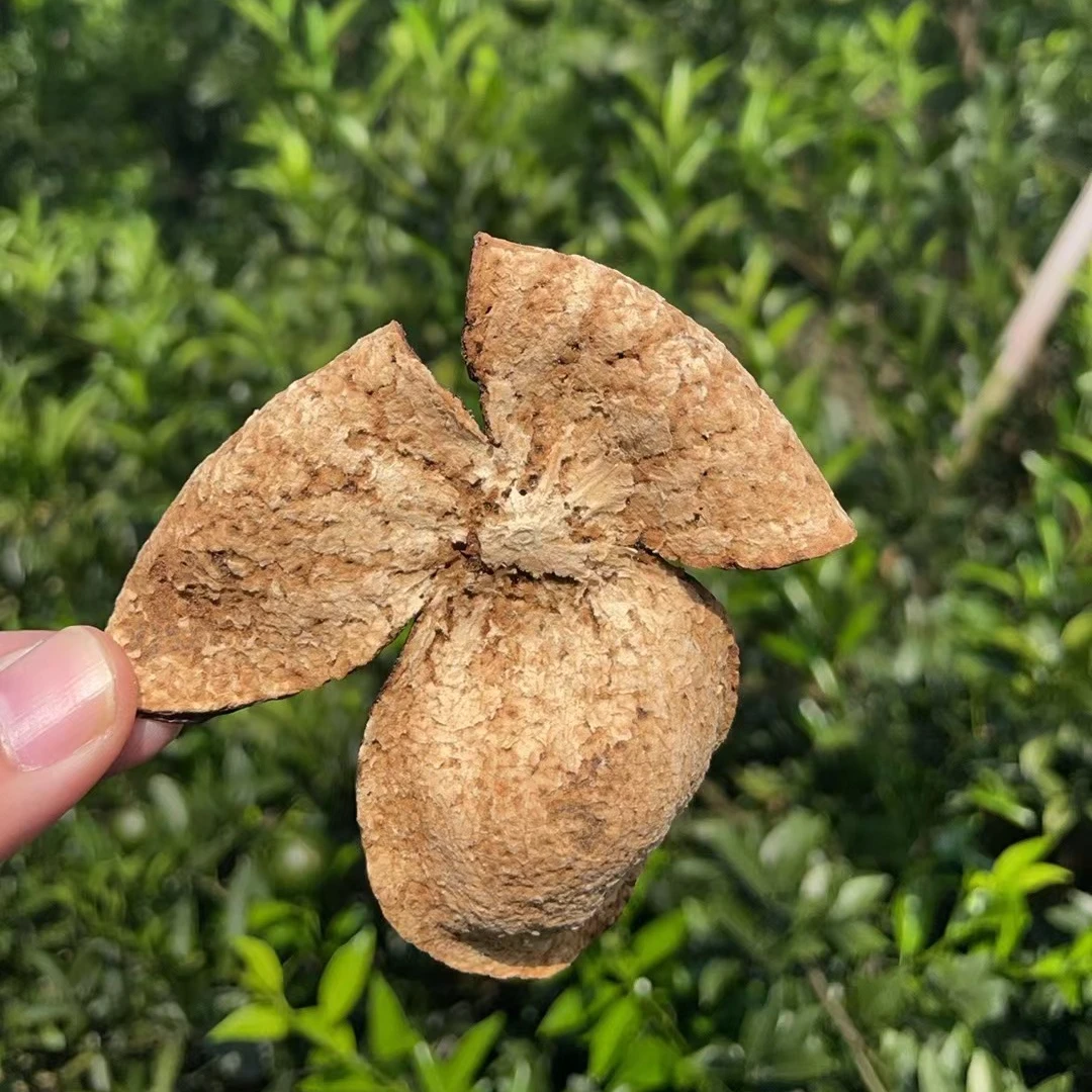 【2007年梅江塞口围二红】正宗新会陈皮