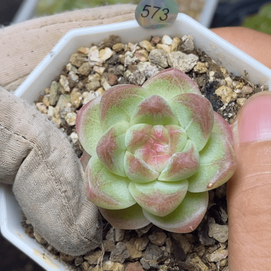 特价福利一物一拍脱土发货573