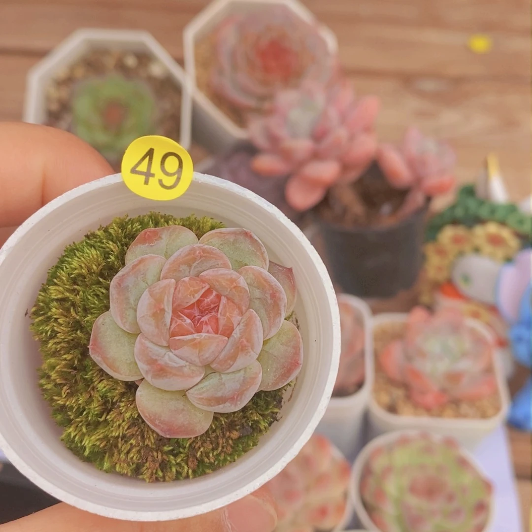 28块脱土包邮ＷＹＣ49