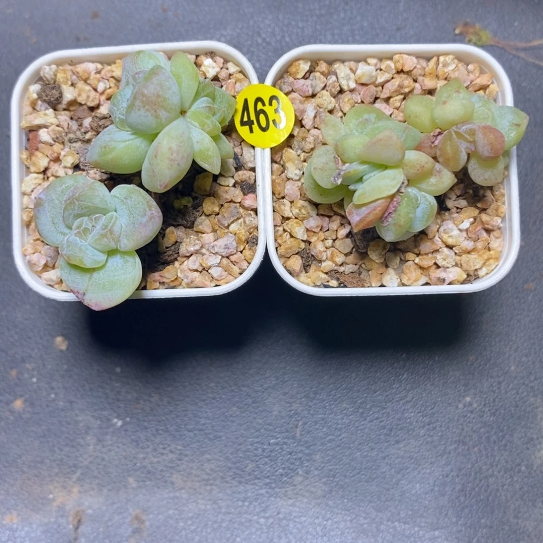 蘑**?特价福利一物一拍463