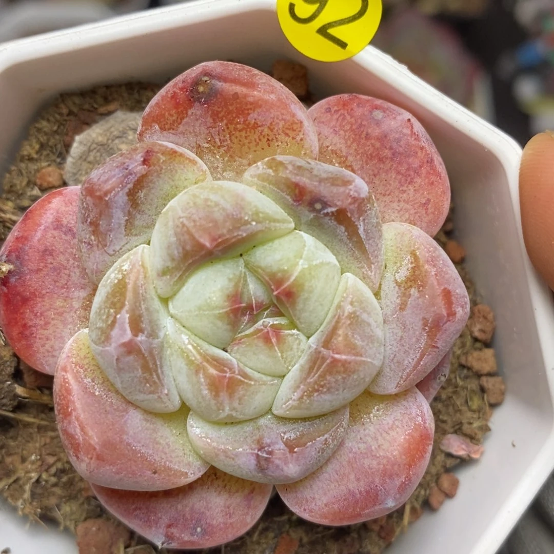 28元包邮脱土发货XL93