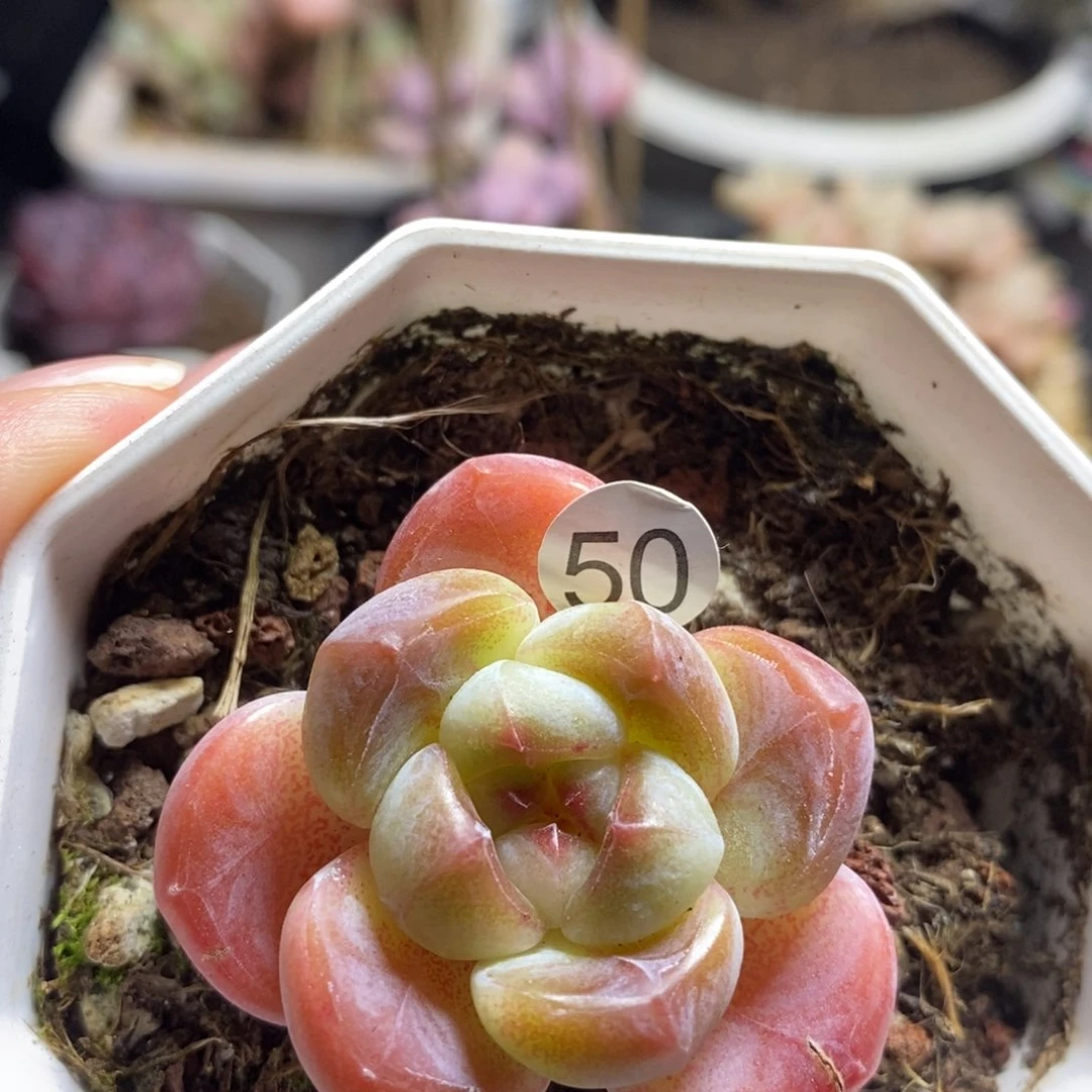 肉肉28块包邮w y c 50