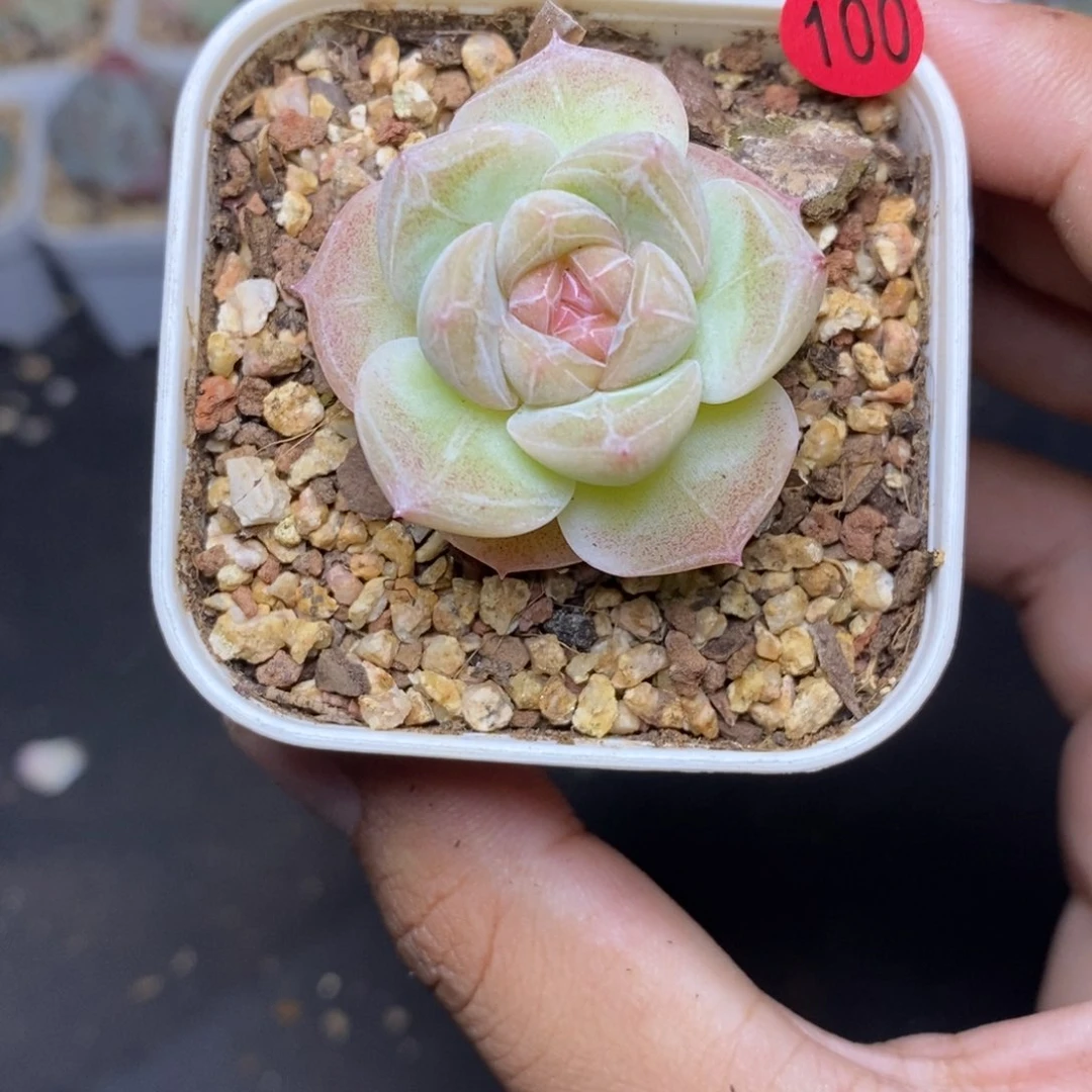 28包邮脱土发货当天凑单100