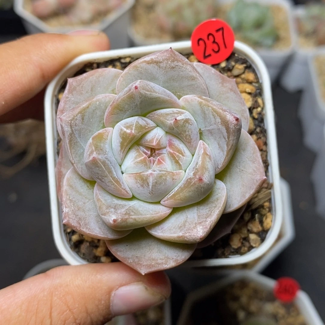 28包邮脱土发货当天凑单237