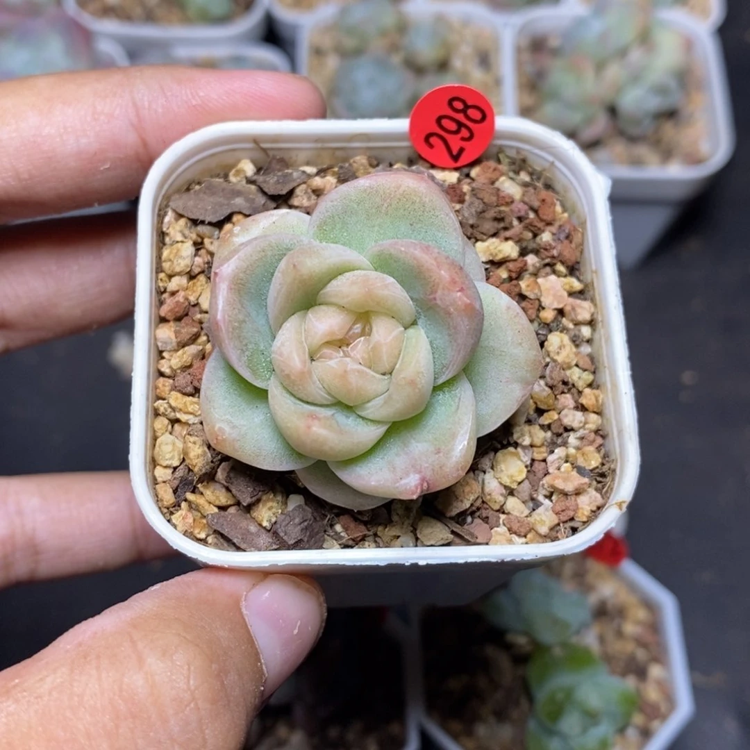 28包邮脱土发货当天凑单298