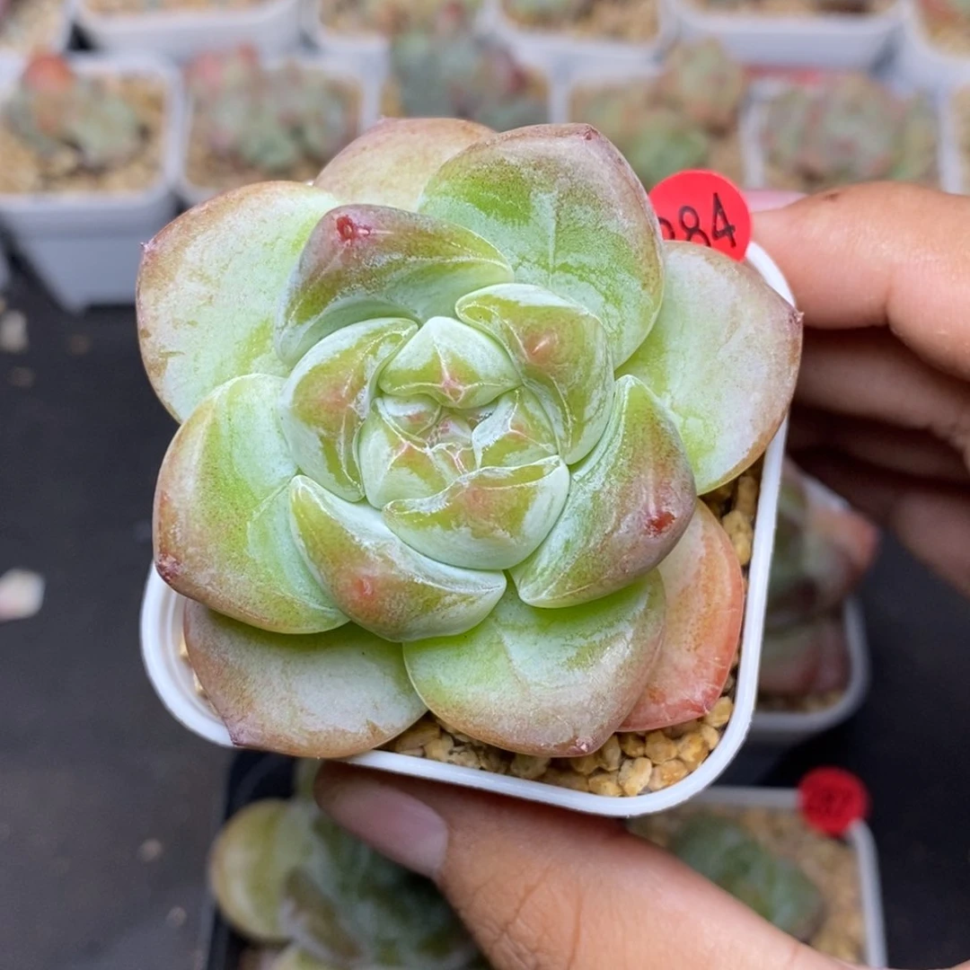 28包邮脱土发货当天凑单A284