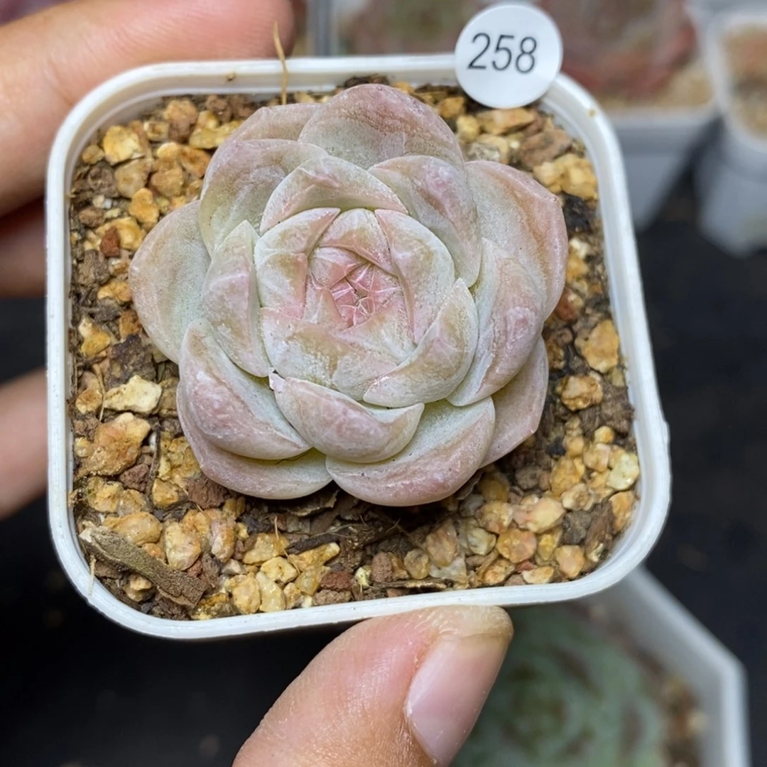 28包邮脱土发货当天凑单258