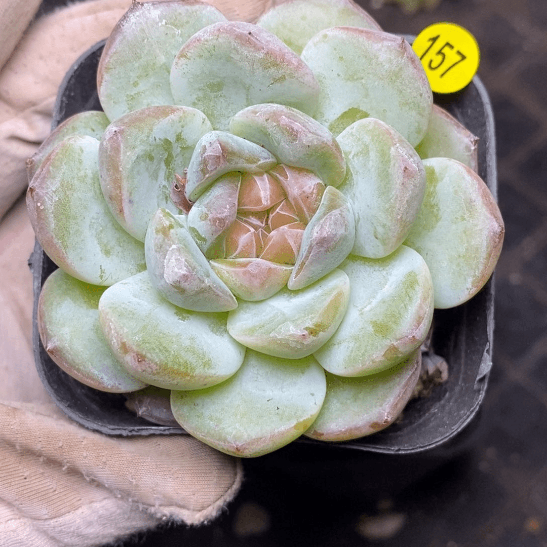 9.9包邮一物一拍脱土发货157