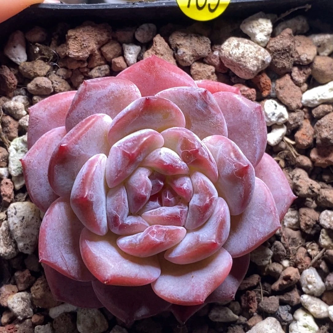 28脱土包邮w y c 169