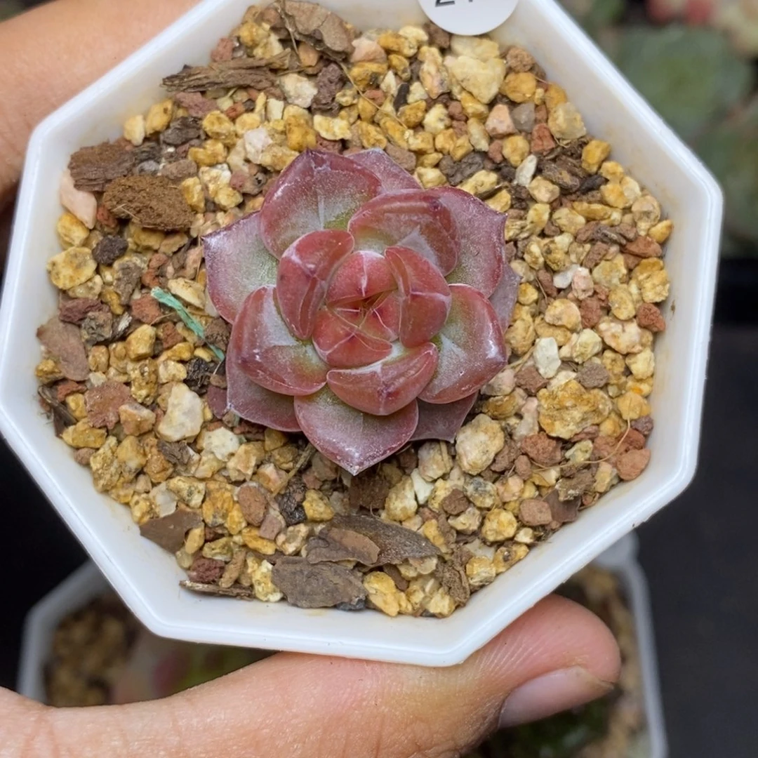 28包邮脱土发货当天凑单214