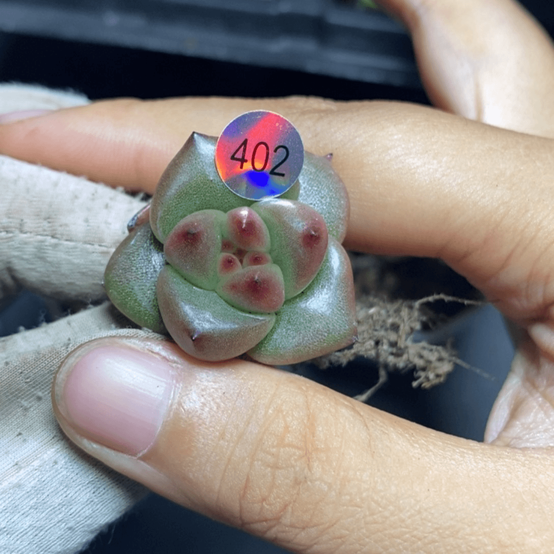 特价福利一物一拍脱土发货402