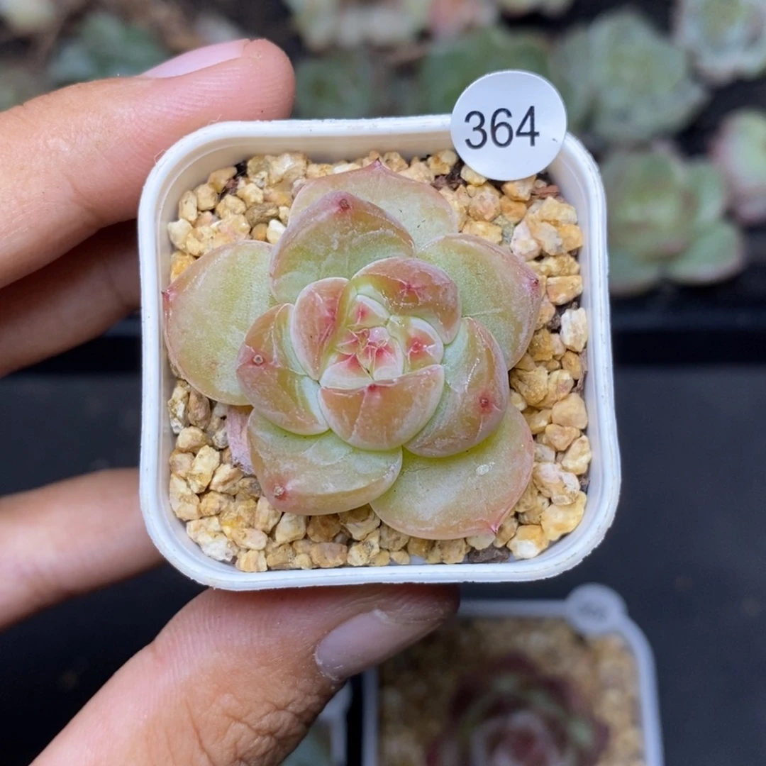28包邮脱土发货当天凑单364