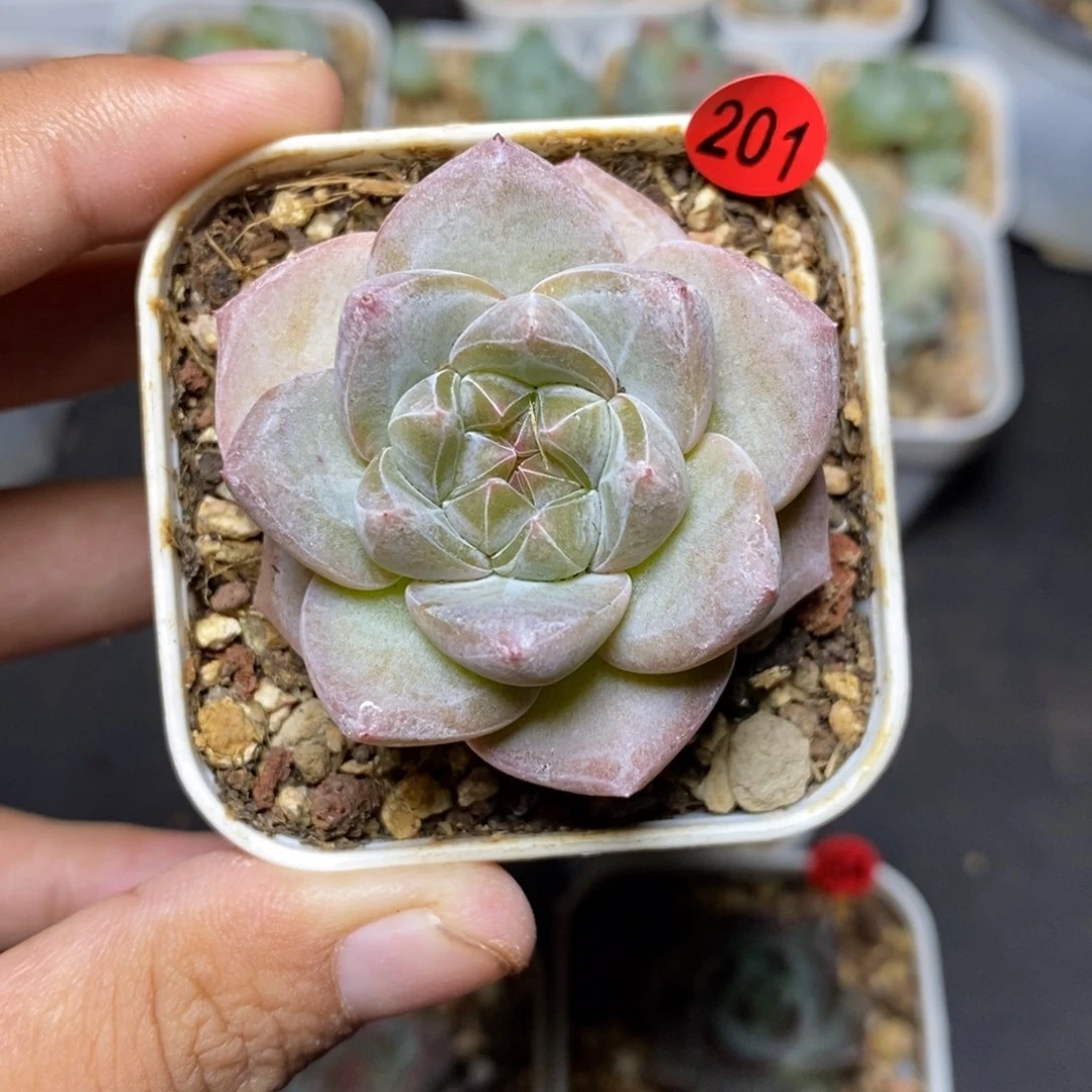 28包邮脱土发货当天凑单201
