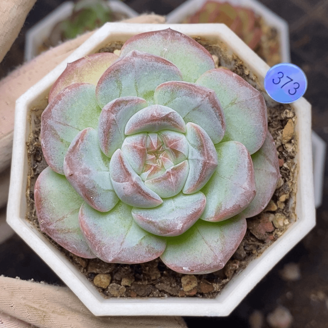 9.9包邮一物一拍脱土发货373