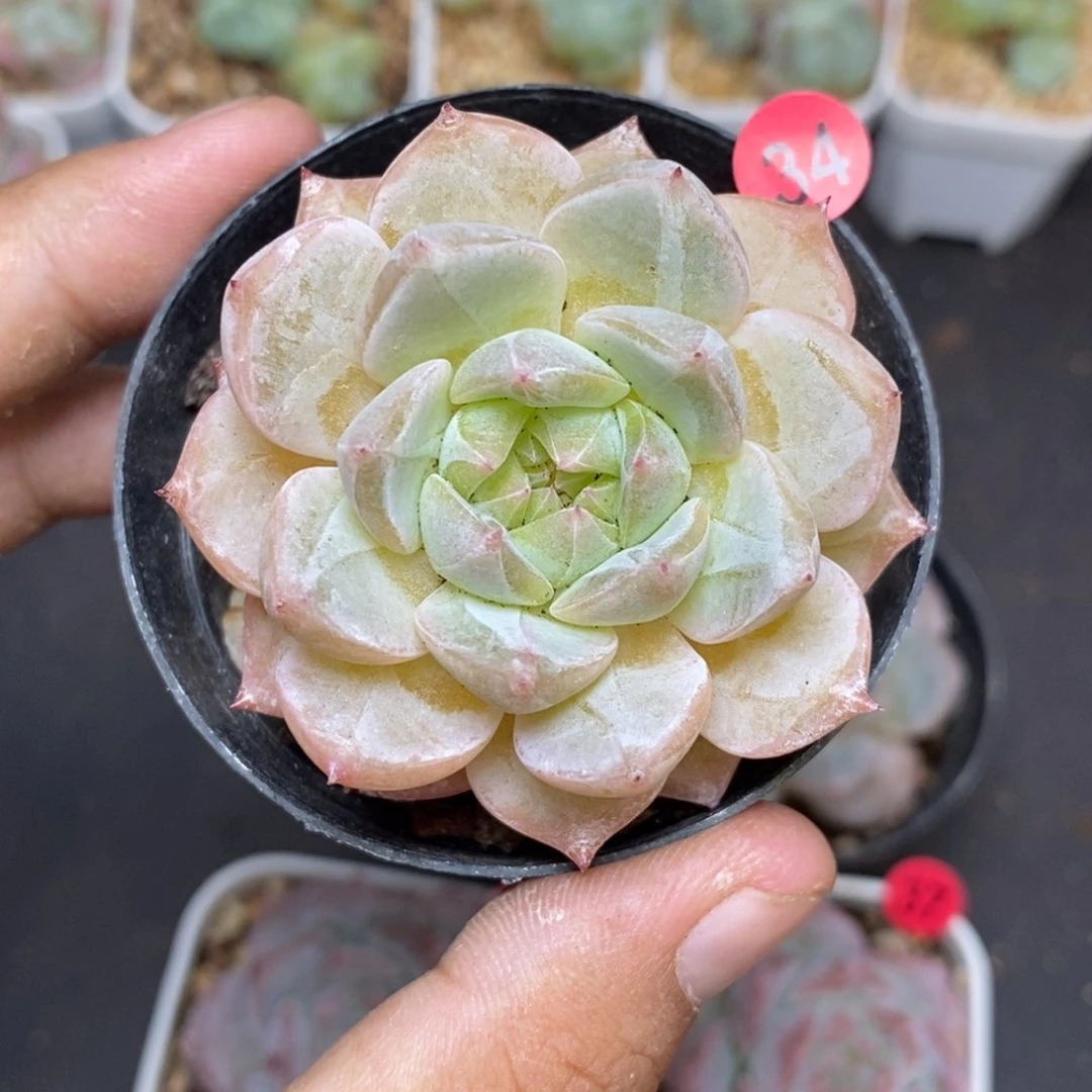 28包邮脱土发货当天凑单34