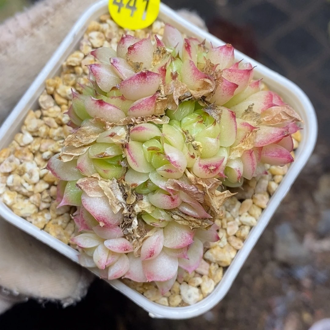 9.9包邮一物一拍脱土发货441女王缀
