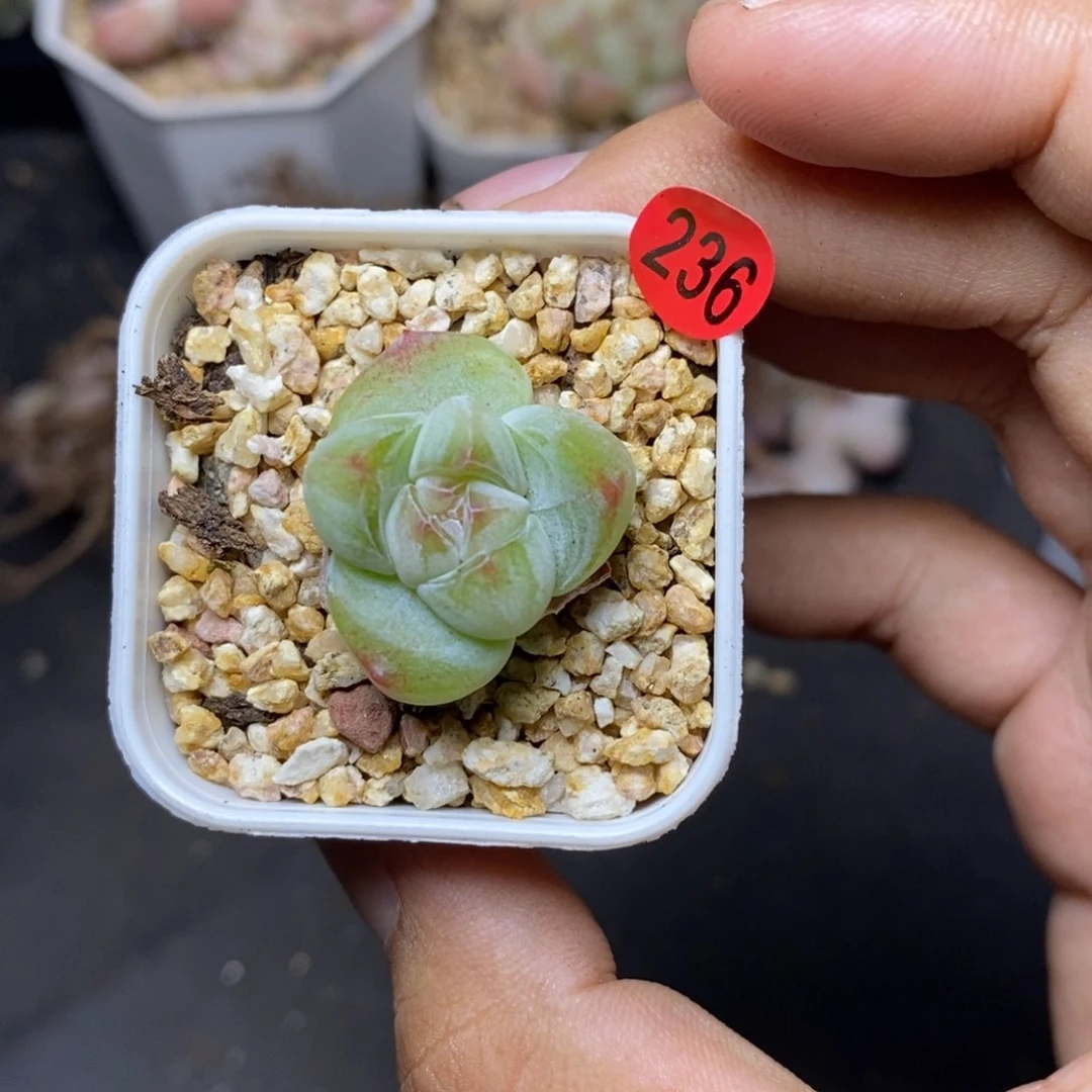 28包邮脱土发货当天凑单236