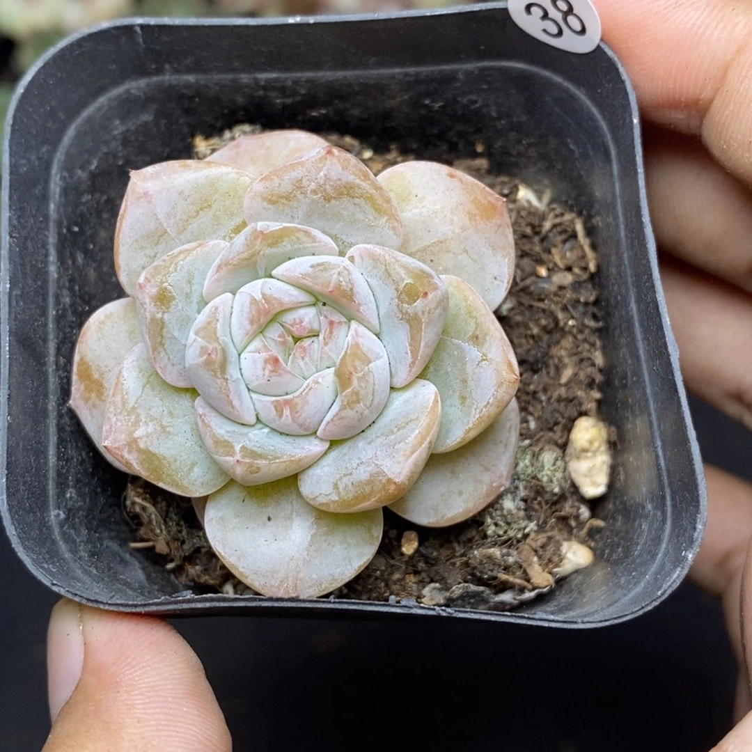 28包邮脱土发货当天凑单38