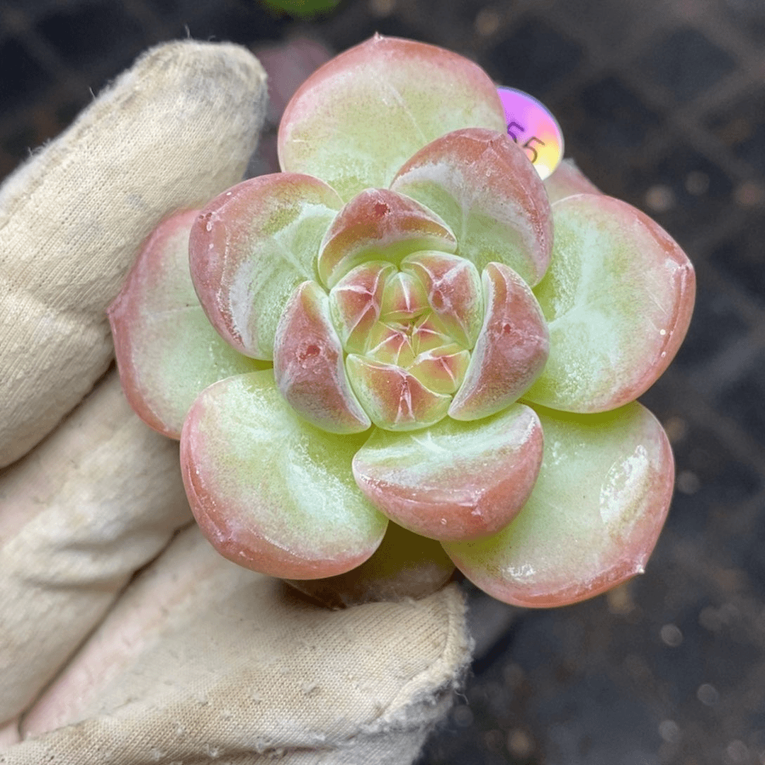 9.9包邮一物一拍脱土发货355