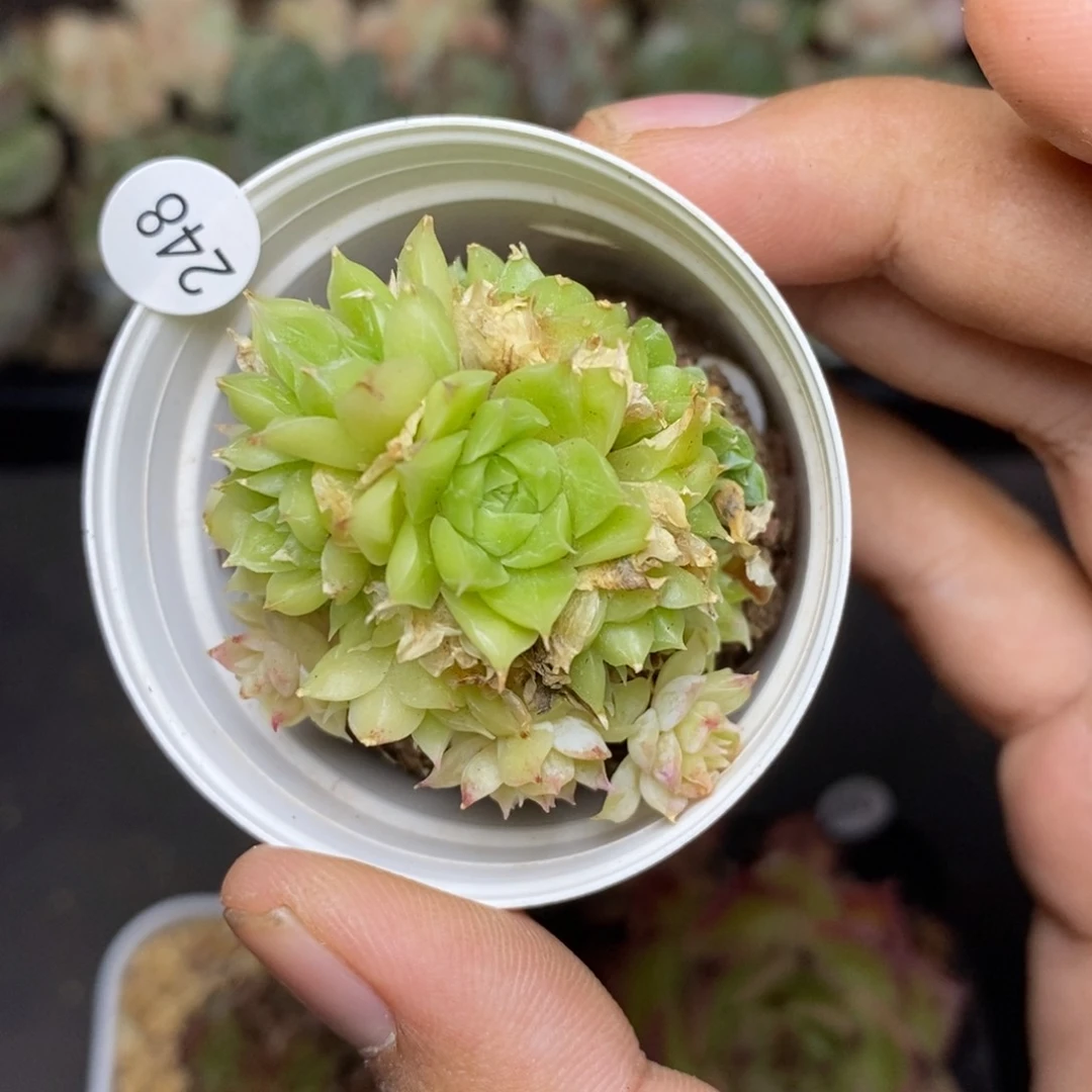 28包邮脱土发货当天凑单248
