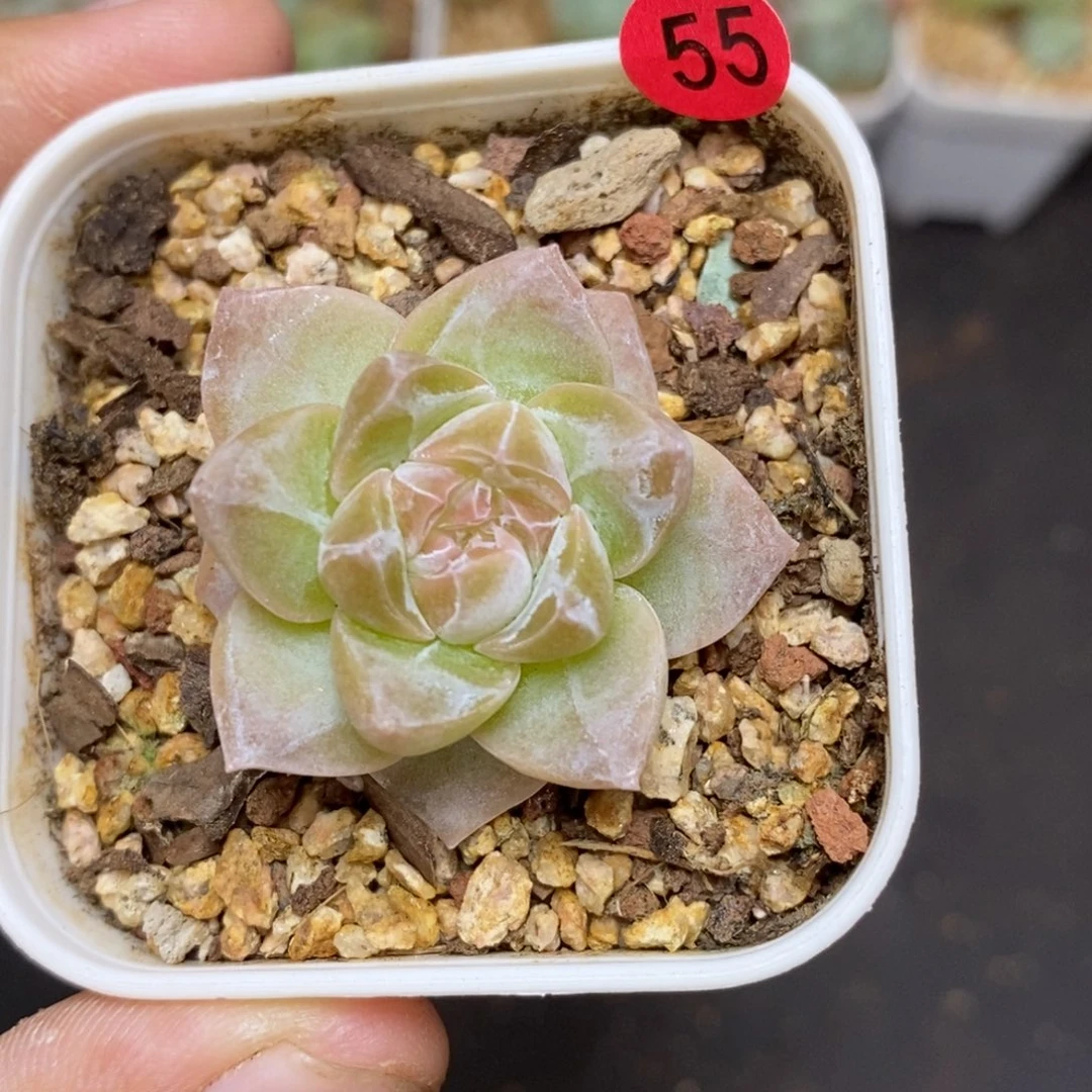 28包邮脱土发货当天凑单55