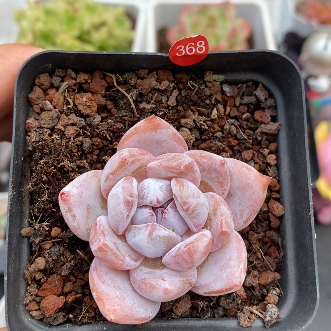 28脱土包邮w y c 368