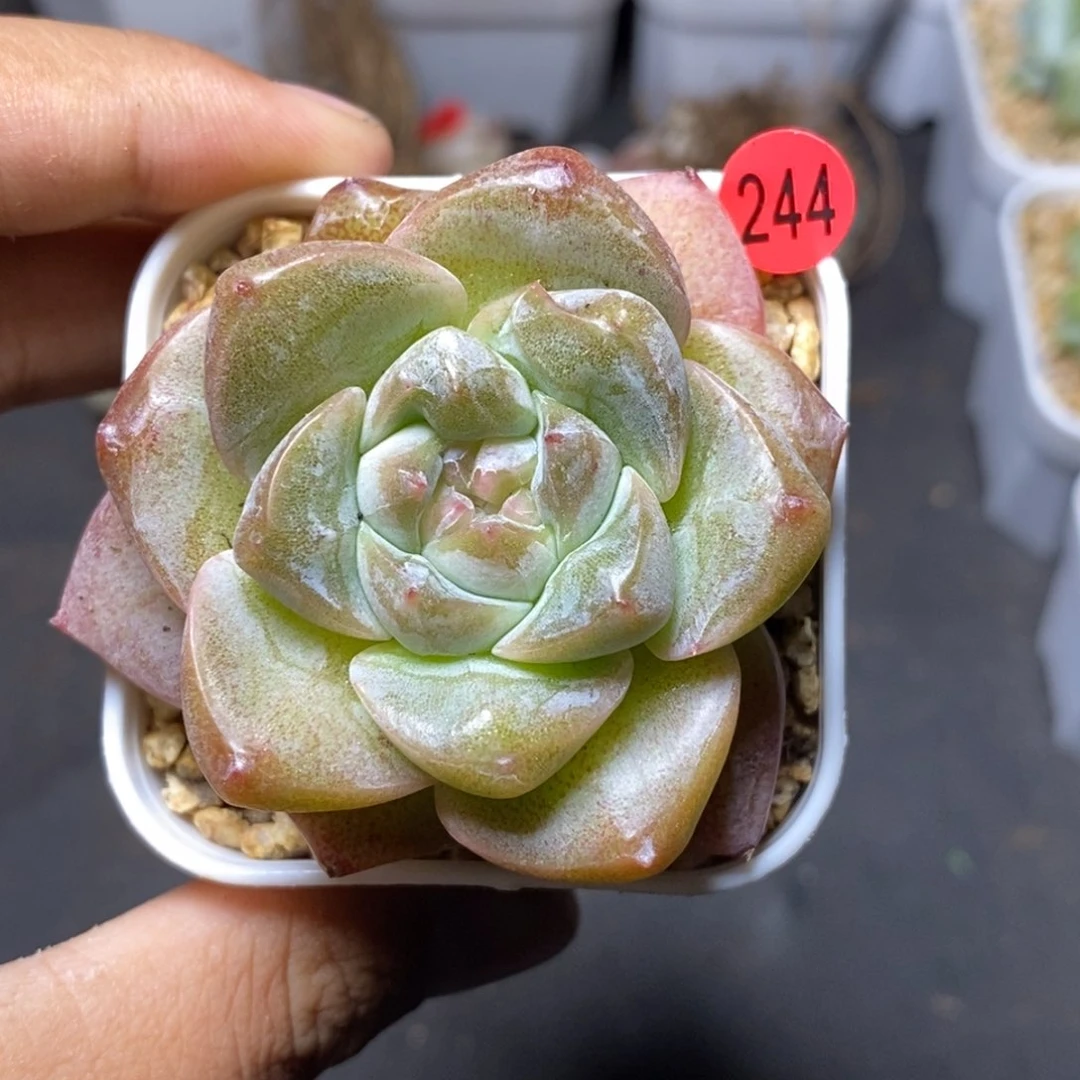 28包邮脱土发货当天凑单244