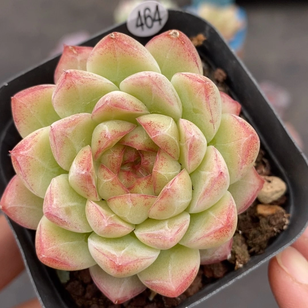 满28包邮新品上新白464