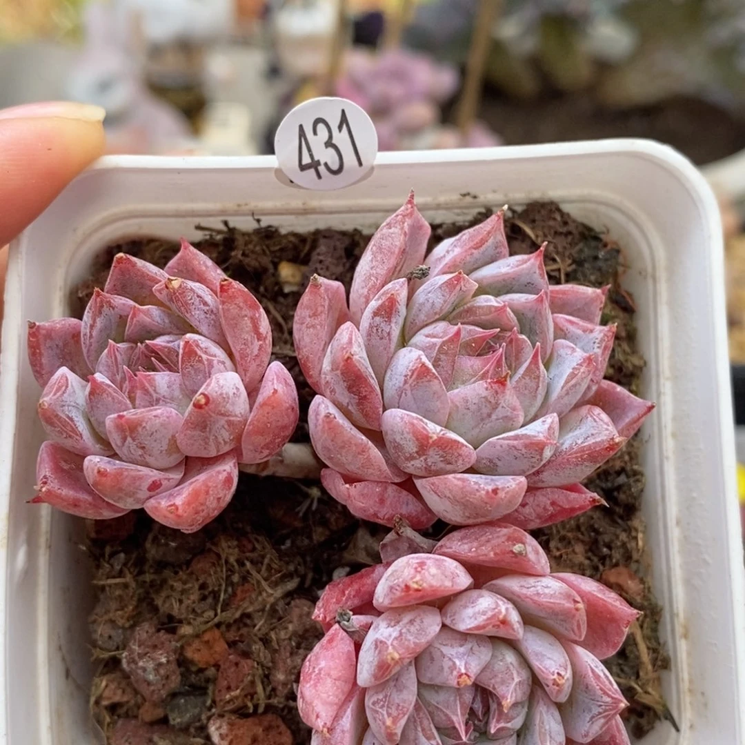 肉肉28块脱土包邮w y c431