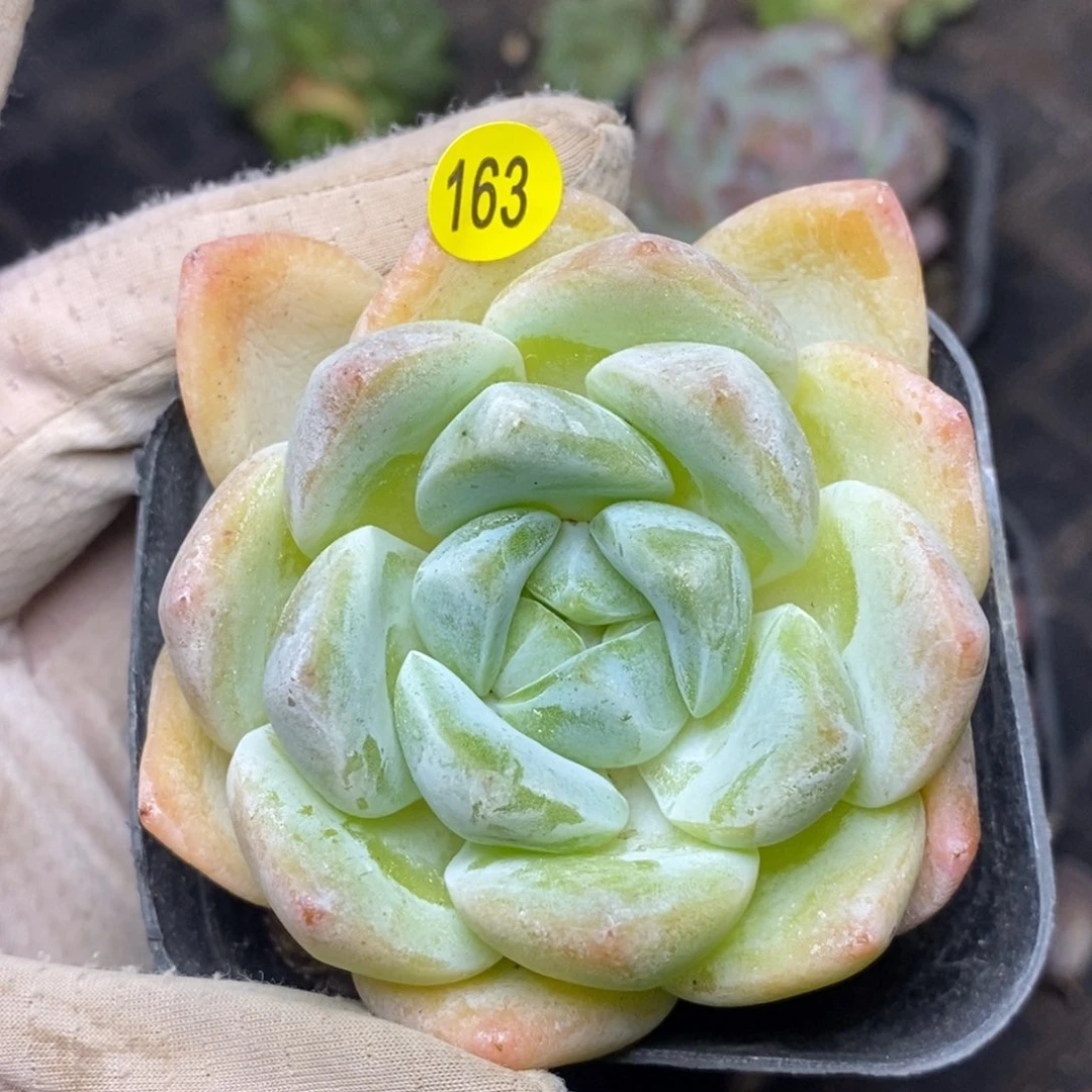 9.9包邮一物一拍脱土发货163
