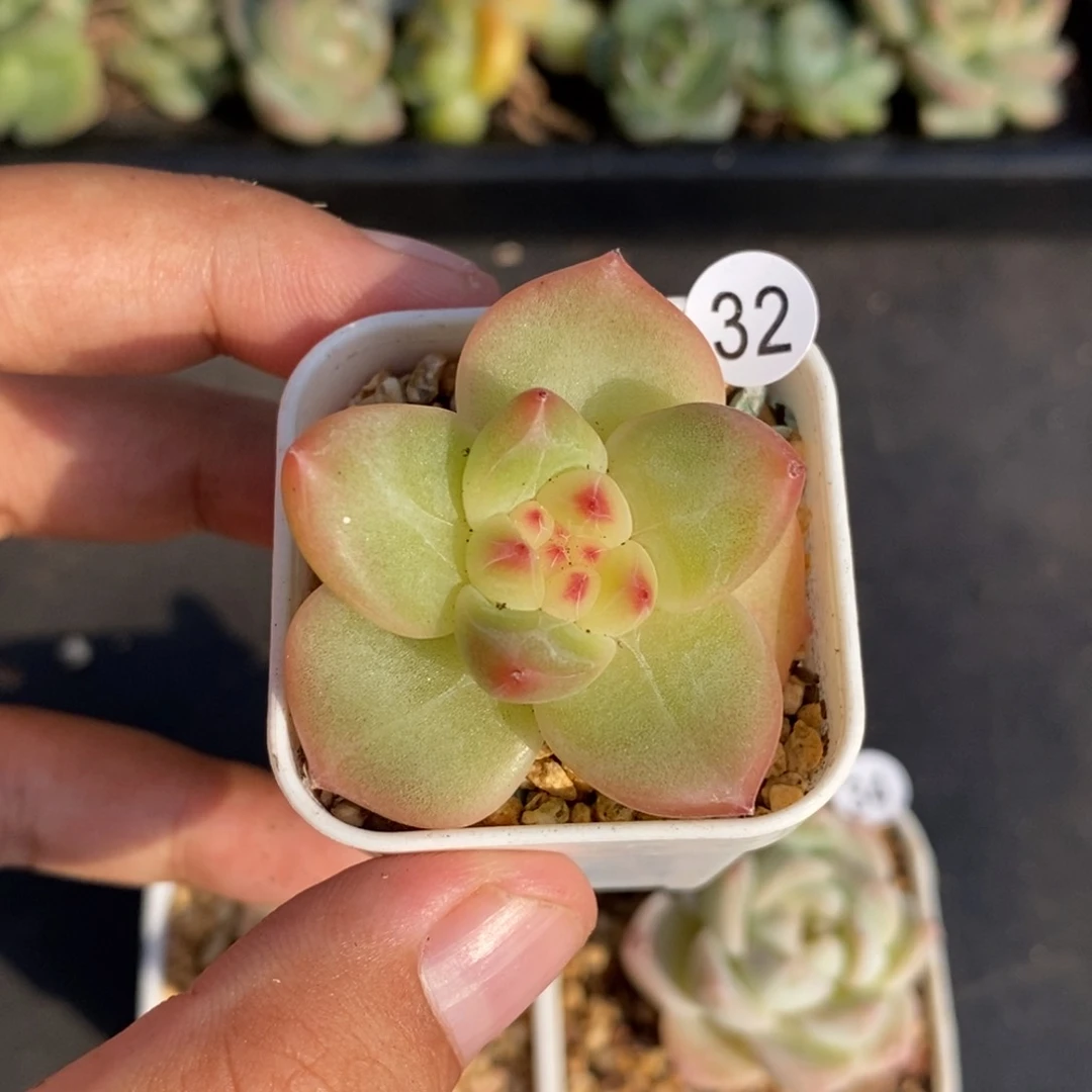 28包邮脱土发货当天凑单32