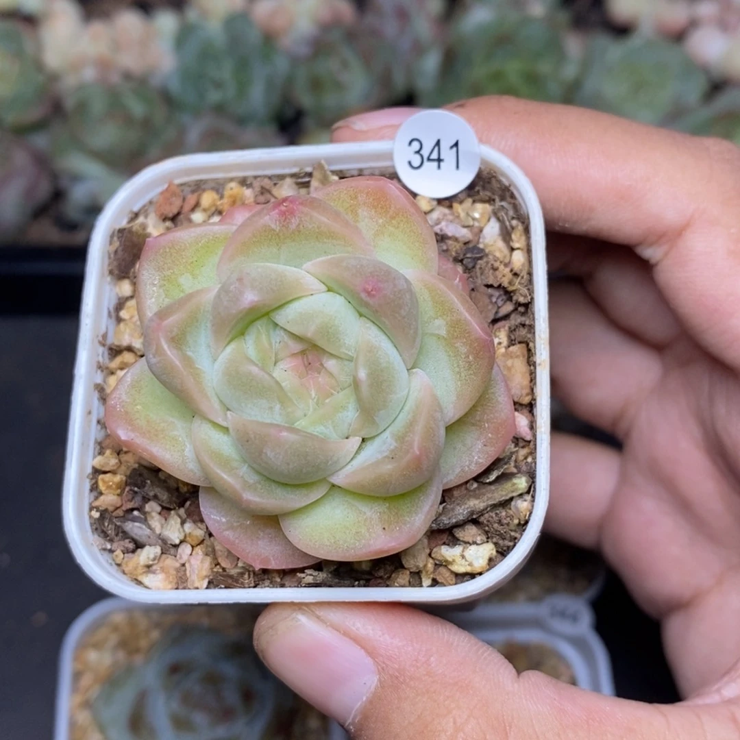 28包邮脱土发货当天凑单341