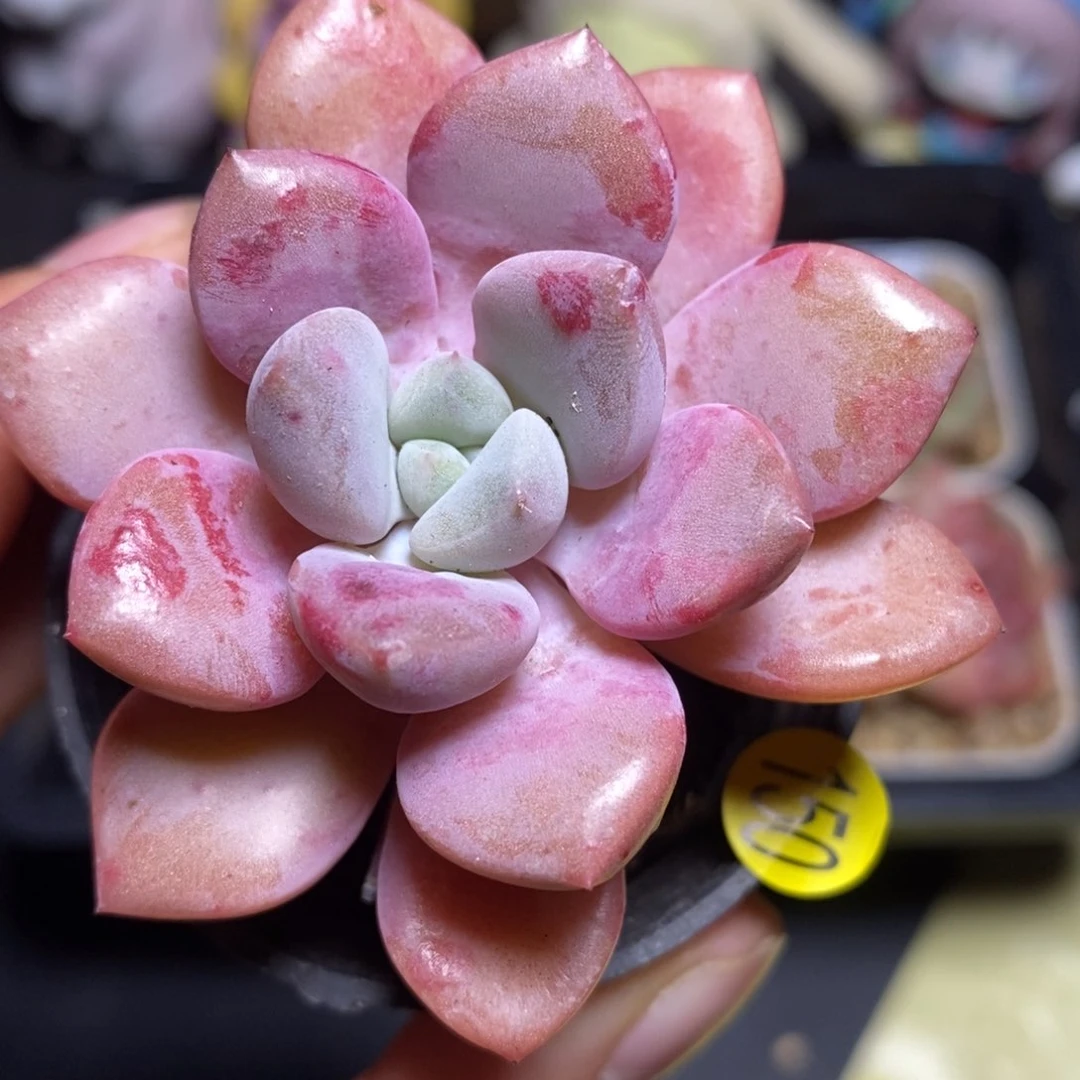 28元包邮脱土发货XL150