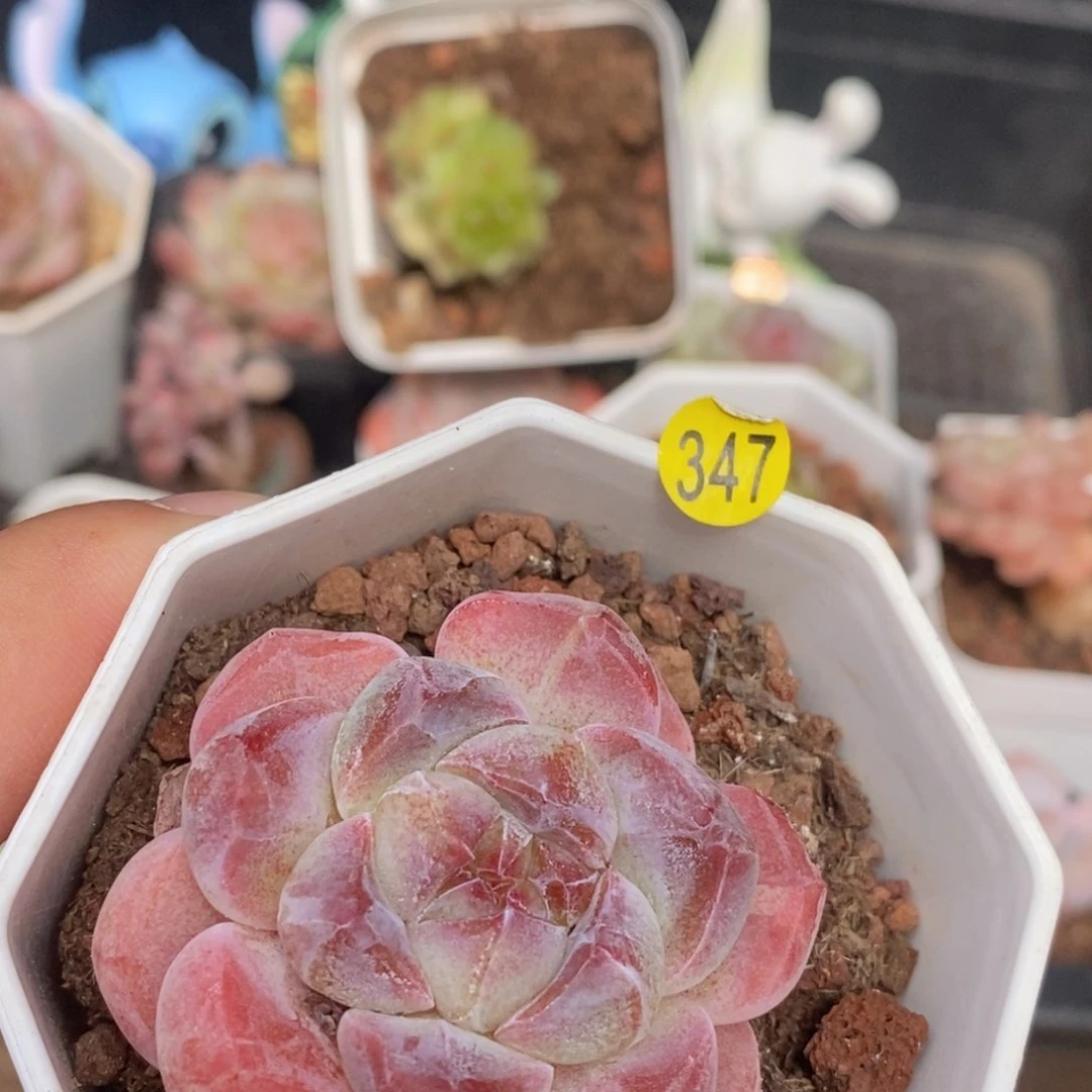28脱土包邮ＷＹC347