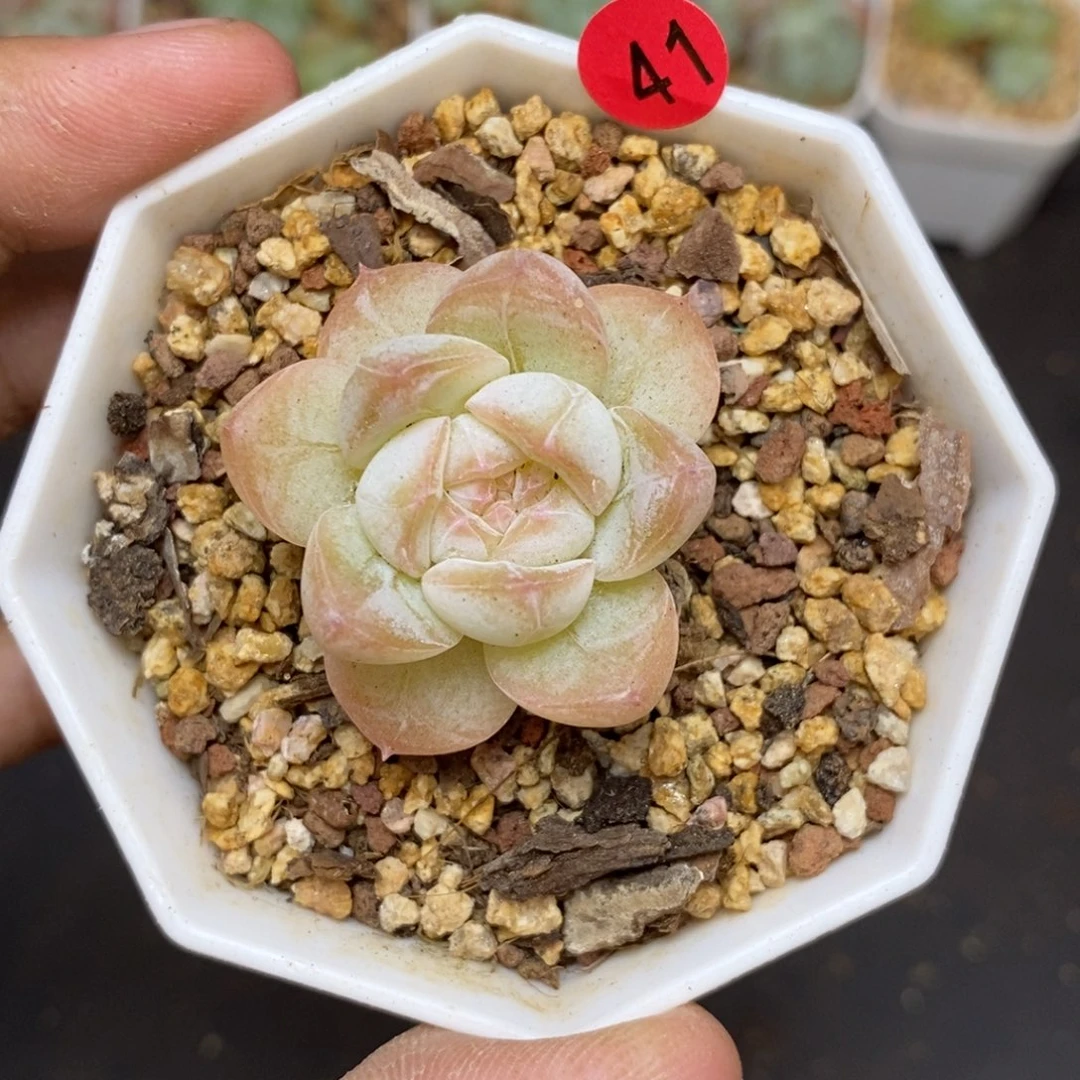 28包邮脱土发货当天凑单41