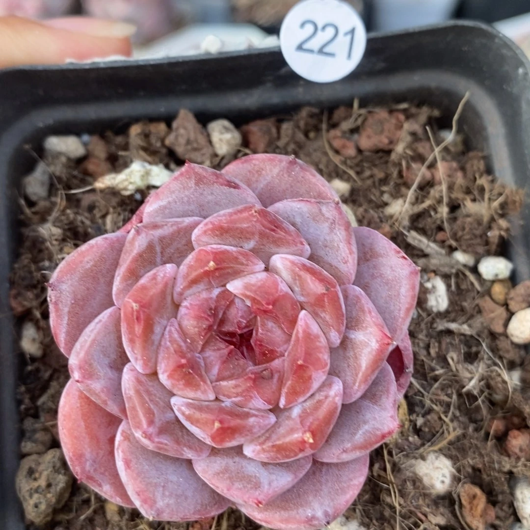 肉肉28块包邮w y c221