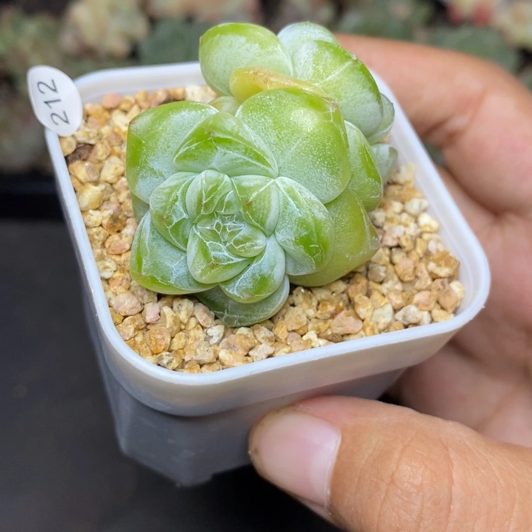 28包邮脱土发货当天凑单212