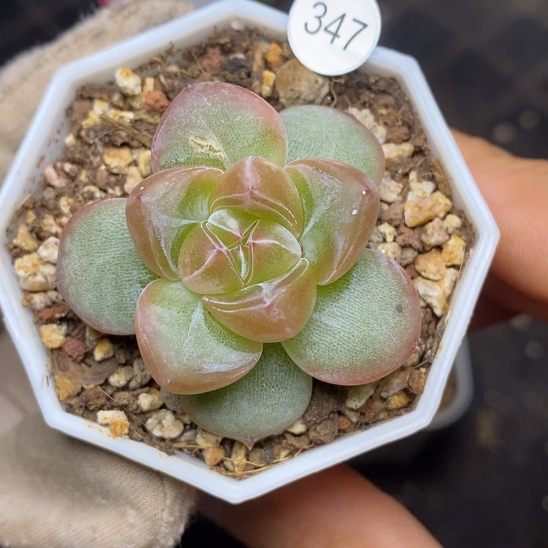 9.9包邮一物一拍脱土发货347