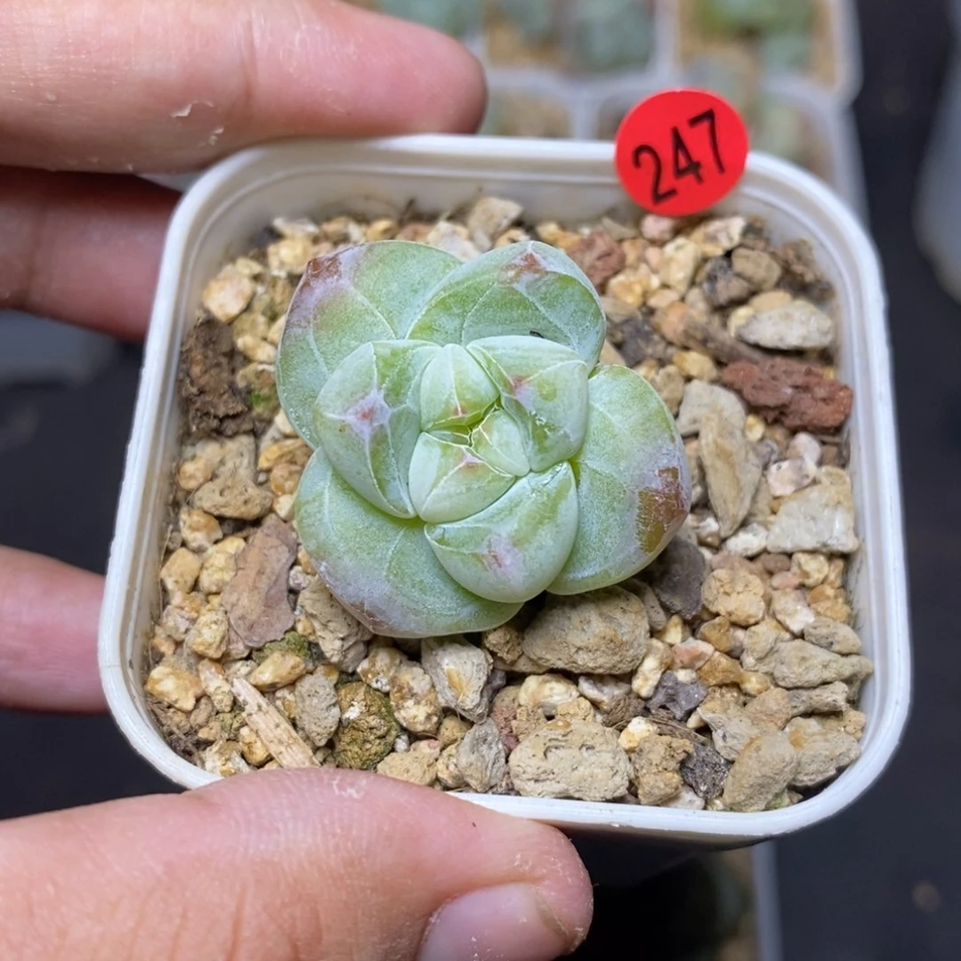 28包邮脱土发货当天凑单247