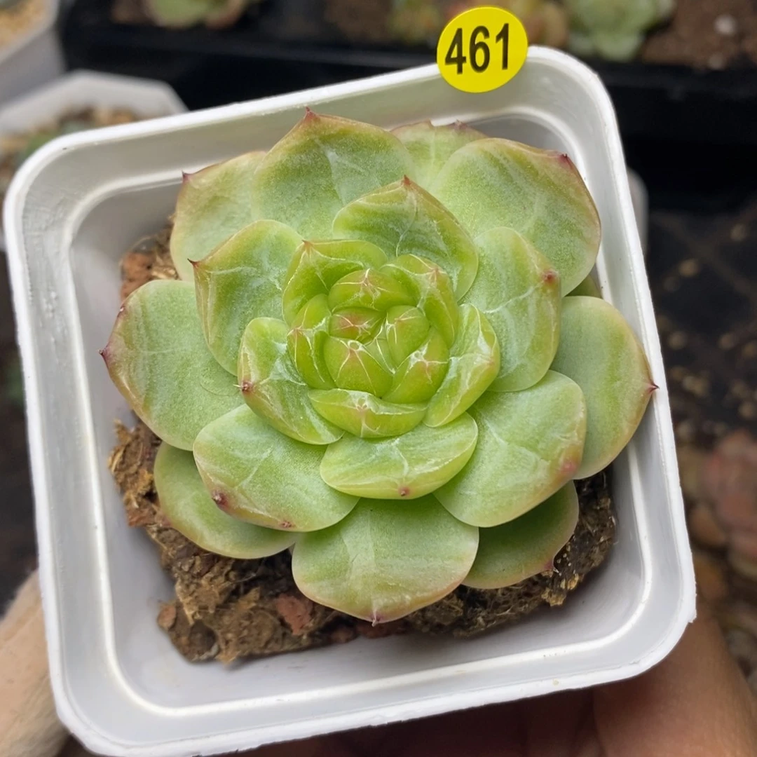 特价福利一物一拍461